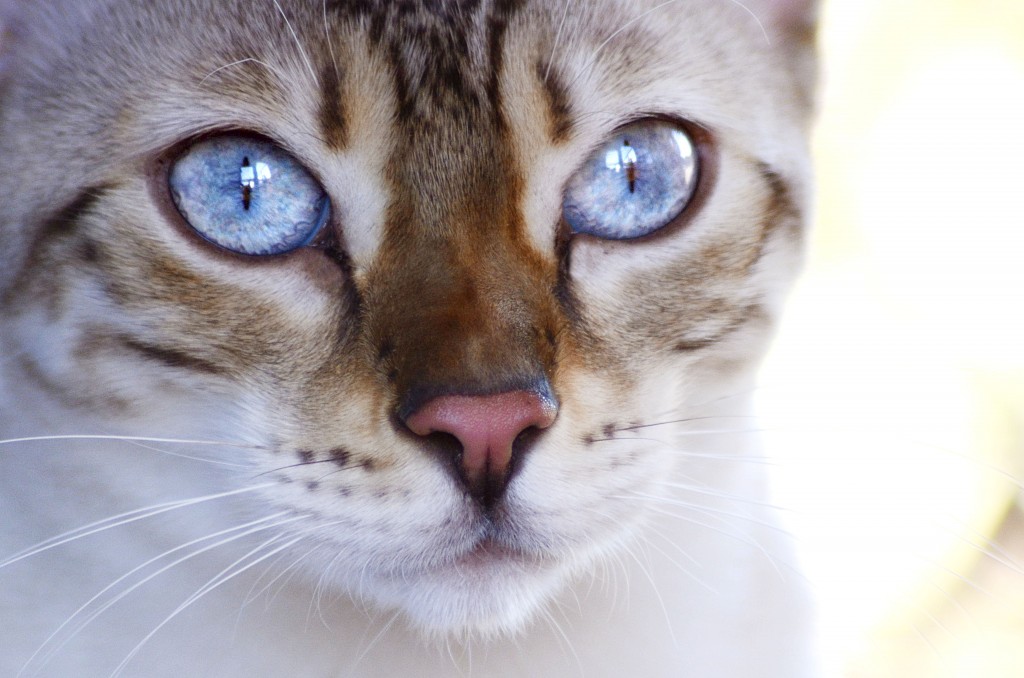 Can Cat Vaccination Cause Fur To Fall Out Can Cat Vaccination Cause Fur To Fall Out